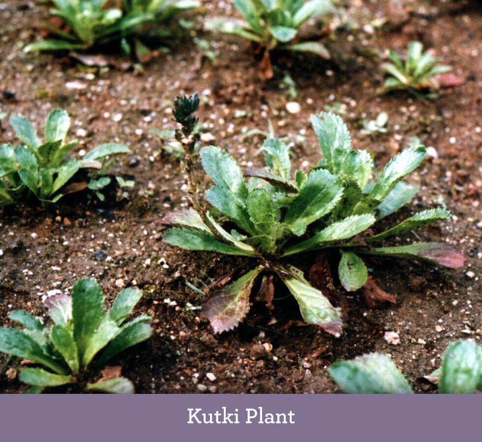 100 Picrorhiza kurroa Seeds, Kutki Seeds