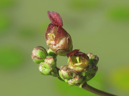 20 Scrophularia Nodosa Seeds, Common Woodland Figwort Seeds
