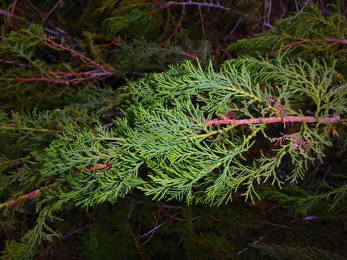 Juniperus procera Seeds, African juniper Seeds  African pencil-cedar