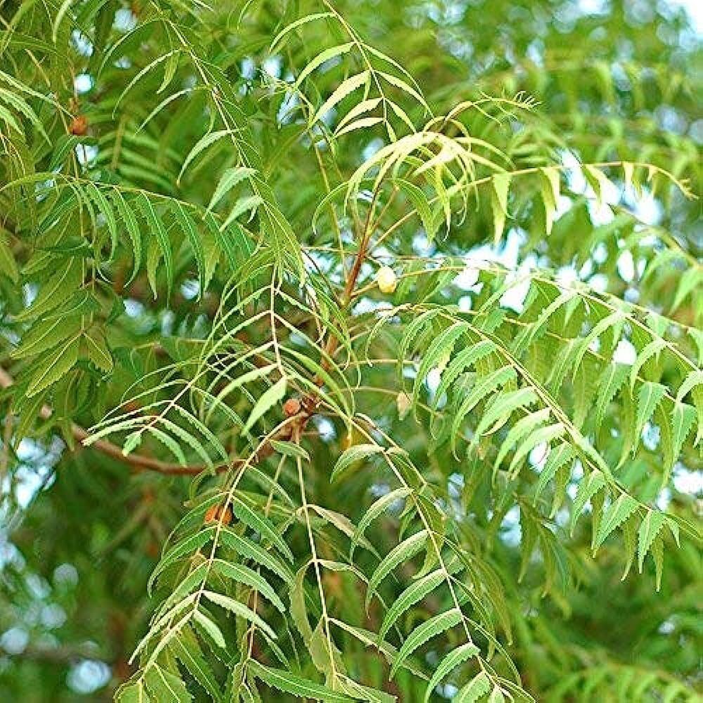 15 Azadirachta indica Seeds, Neem Tree Seeds, Margosa Tree Seeds,