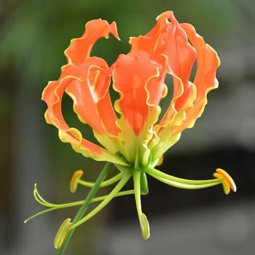 2 Gloriosa Plantii Tubers , Orange Flame lily, Fire lily, Gloriosa lily Rhizome