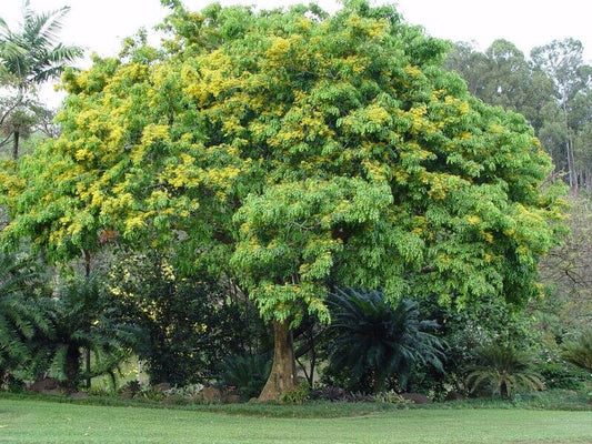 15 Pterocarpus indicus Seeds , Burmese Rosewood, Narra Tree Seeds,
