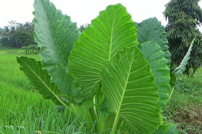 15 Alocasia macrorrhizos Seeds, Giant Taro Seeds , Upright elephant ear Seeds ,