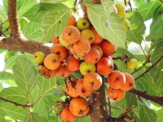 100 Ficus racemosa Tree Seeds, Cluster Fig  Seeds, Indian Fig Tree Seeds,Goolar Tree Seeds, Fig Seeds