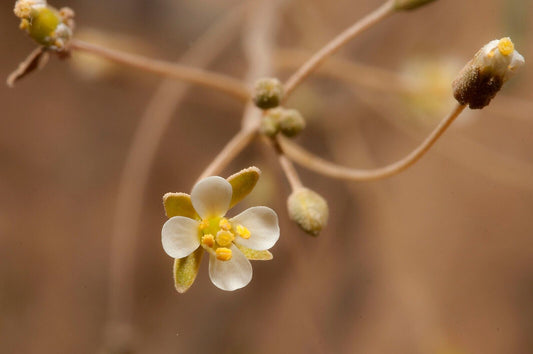 25 Savignya parviflora Seeds, Tiny flower  of lunaria Seeds, Gilgilan Seeds,