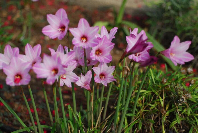 20 Pink rain lily Bulbs. Zephyranthes robusta .Pink fairy lily ,Rain lily Bulbs