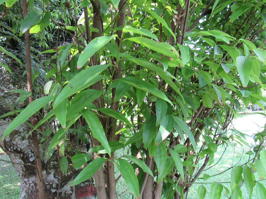 15 Cinnamomum tamala Seeds, Indian bay leaf Seeds, tejpata Seeds