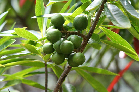 5 Live Elaeocarpus ganitrus Plants. Rudraksha Plants,With Phytosanitary certificates & Shipping Worldwide