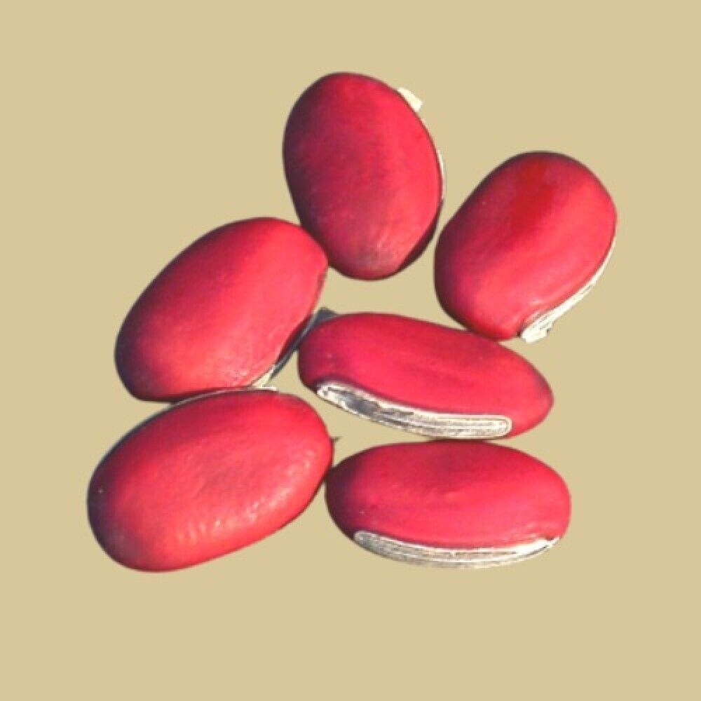15 Canavalia gladiata Seeds. Sword Bean Seeds,  Jack bean Seeds,