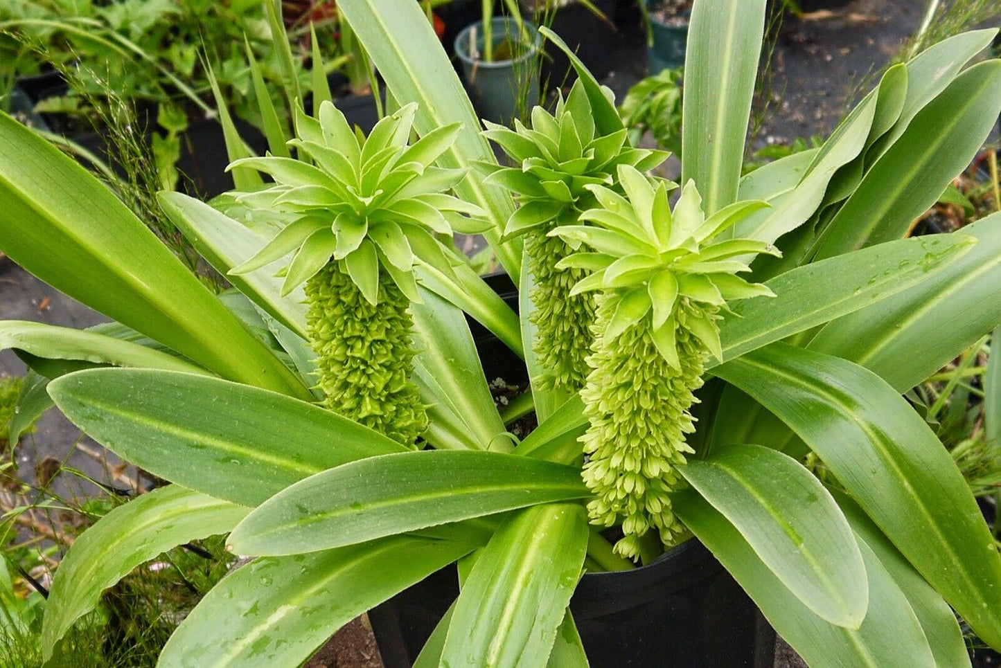 1 Eucomis autumnalis Bulb,  Pineapple Lily Bulb ,  Pineapple Flower Lily Bulb