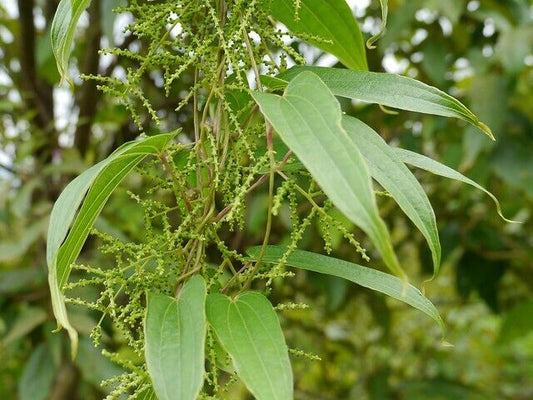 25 Dioscorea hamiltonii Seeds, Mountain Yam Seeds