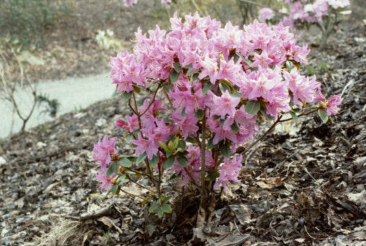 50 Rhododendron amesiae Seeds, Rhododendron Seeds. Exotic  Flowering  Shrub