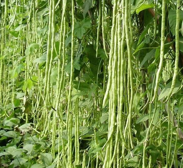 50 Climbing Cowpea Seeds,  Yard  Long Cow pea Seeds, Exotic Vegetable Seeds