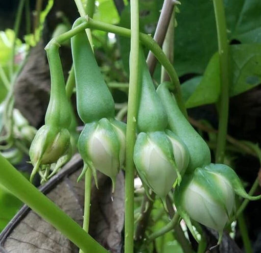 5 Green Clove Beans Seeds, Green ,Nithya Vazhuthana ,Ipomoea Muricata Seeds