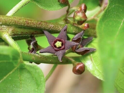 5 Vincetoxicum nigrum Seeds ,Black swallow-wort, Black dog strangling vine Seeds