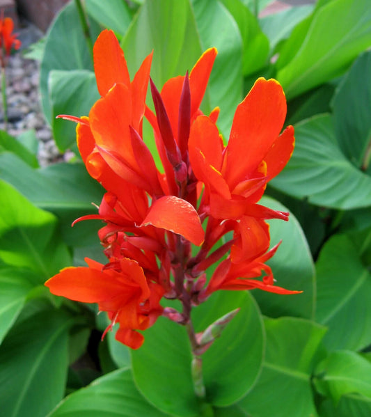50  Indian shot Plant Seeds, Canna indica Seeds, Red Canna Seeds