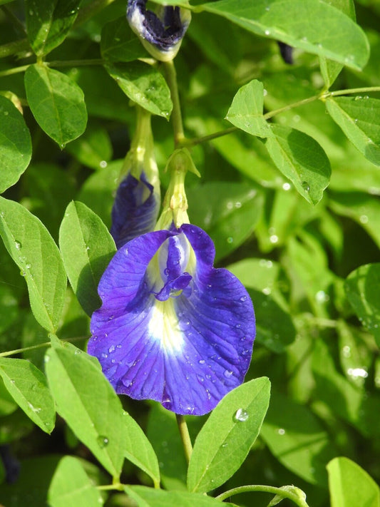 50 Clitoria ternatea Seeds , Butterfly pea Seeds , Butter fly pea, Blue pea Seed