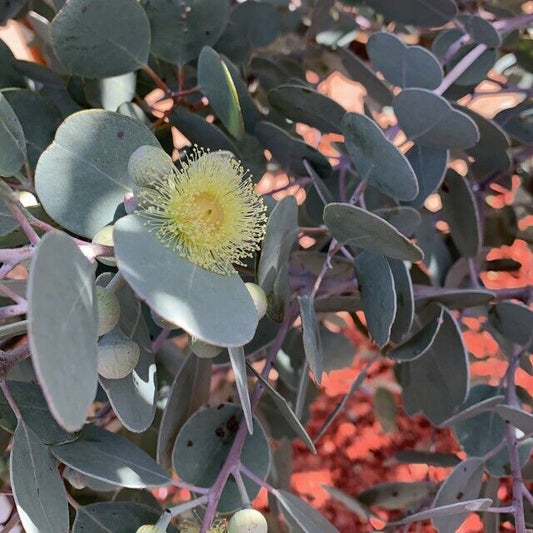 50 Eucalyptus gunnii Seeds, Cider Gum Tree Seeds , Silver Dollar Eucalyptus Tree Seeds
