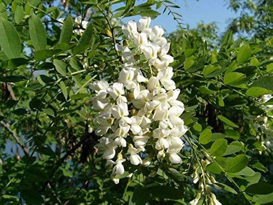 10 Sophora japonica Seeds, Japanese Pagoda Tree Seeds, Pagoda Tree Seeds,