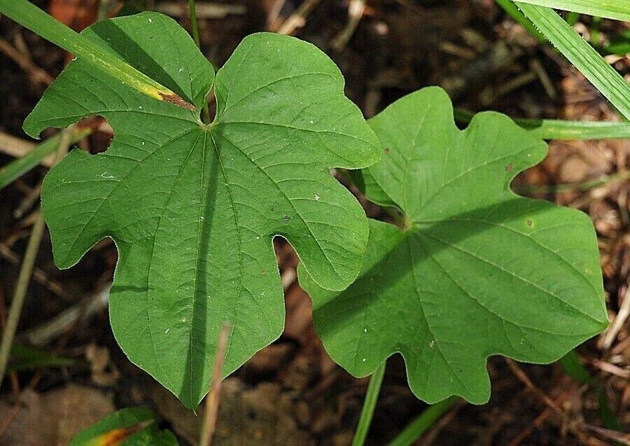 25 Dioscorea nipponica Seeds, Makino Plant Seeds