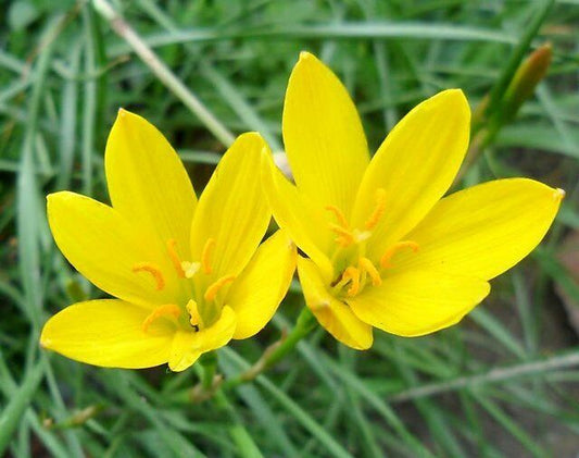 5 Yellow Rain Lily Bulbs, Zephyranthes citrina ,Rain Lily Bulbs, Exotic  Bulbs
