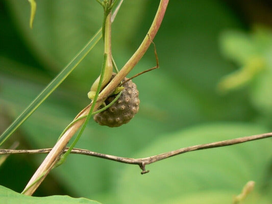 25 Dioscorea oppositifolia Seeds , Indian Yam , Chinese Yam Seeds, Exotic  Yam Seeds
