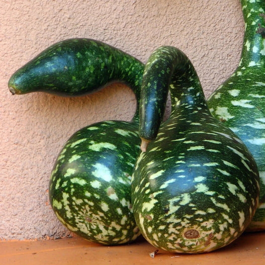 5 Peacock neck Bottle Gourd, Lagenaria Siceraria , Exotic Bottle Gourd Seeds