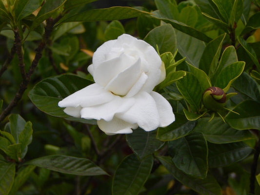 5 Gardenia jasminoides Plants, Cape jasmine Plants, With Phytosanitary certificate