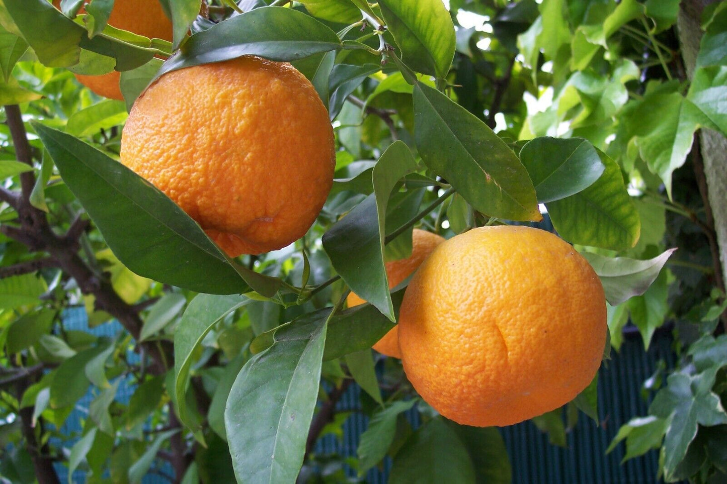 50 Citrus aurantium Seeds ,Bitter orange Seeds, Seville orange, Sour orange,