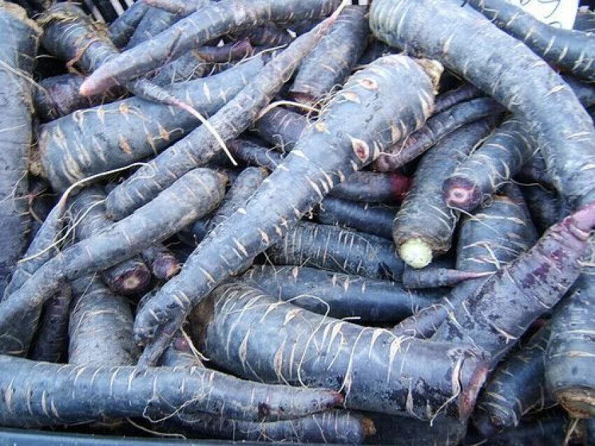 500 Black Carrot Seeds, Non- Gmo Seeds, Carrot  Seeds.  Exotic Carrot Seeds