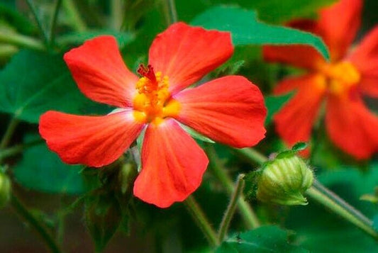 5 Pavonia missionum Seeds, Red Mallow Seeds,  Pavonia  Red Flower Seeds