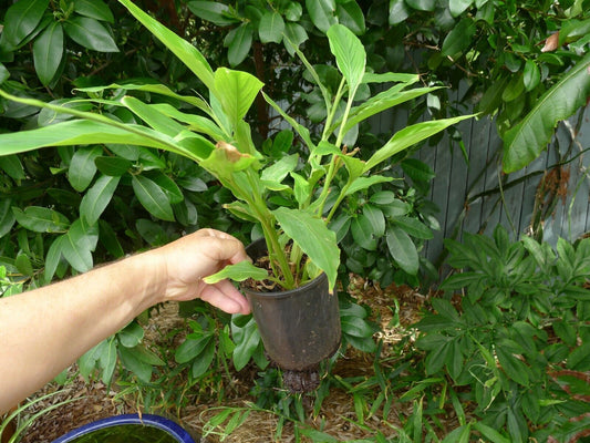 5 Elettaria cardamomum Rhizomes ,True Cardamom Seeds , Green Cardamom Rhizomes