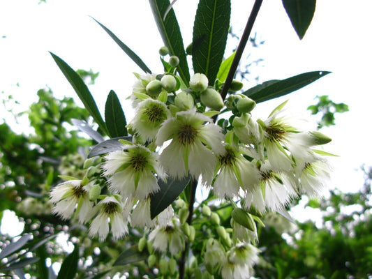 5 Elaeocarpus Floribundus Plants , Indian Olive Tree  Plants, With Phytosanitary certificate