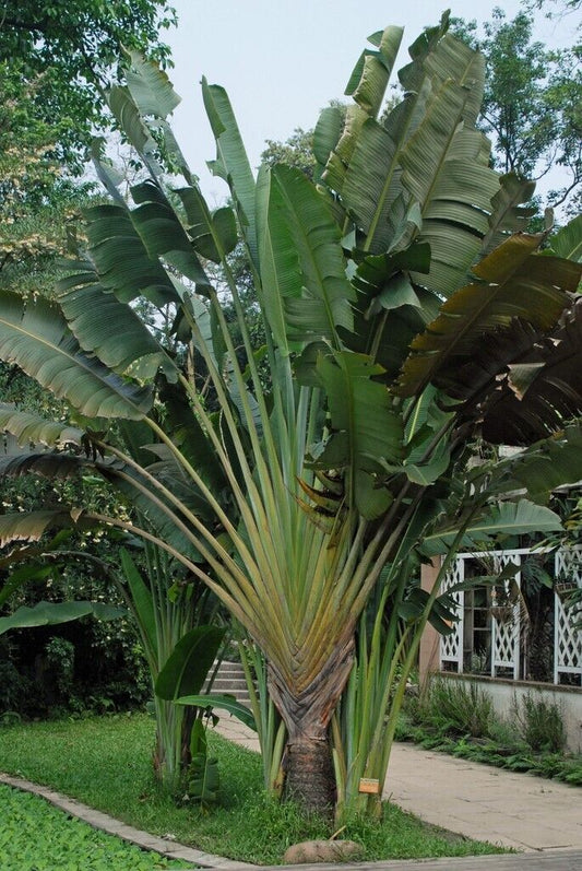 30 Ravenala Madagascariensis Seeds, Traveler's Palm Seeds
