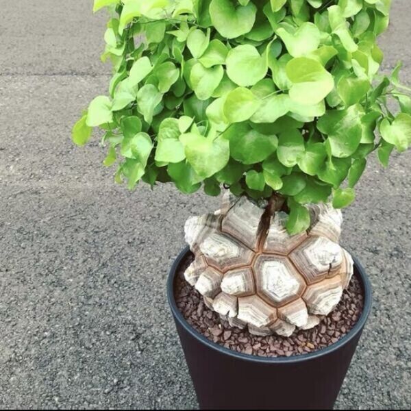 3 Dioscorea elephantipes Plants , Elephants foot Plants , With Phytosanitary certificate