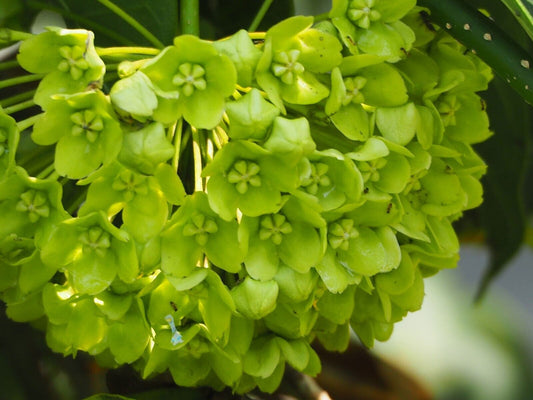 25 Wattakaka volubilis Seeds , Sneeze Wort, Green wax flower, Green Milkweed Seeds