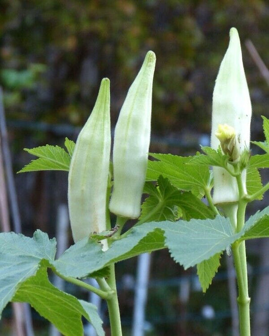 25 White Okra Ladies Finger Seeds, Bhindi Seeds, White Ladies finger Seeds ,