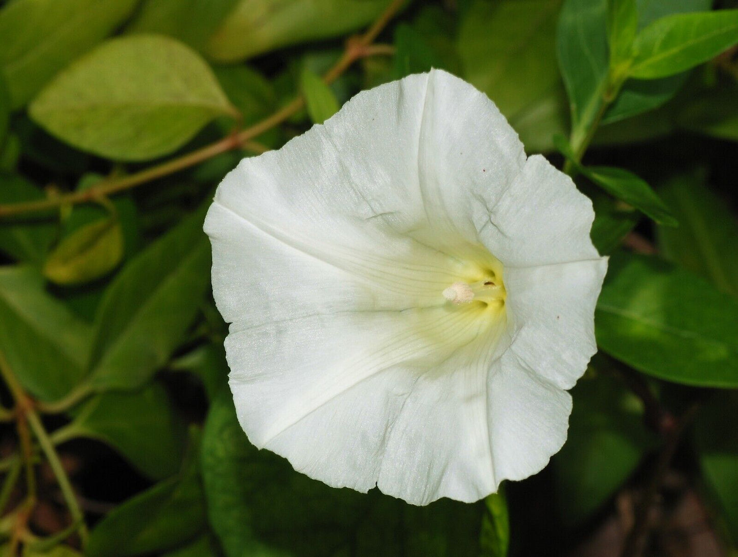 5 Calystegia sepium  Seeds