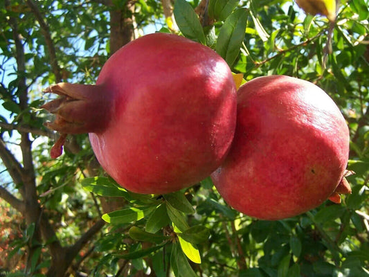 5 Punica granatum Plants ,Pomegranate Fruit Plants .Exotic Fruit Plants, With Phytosanitary certificate