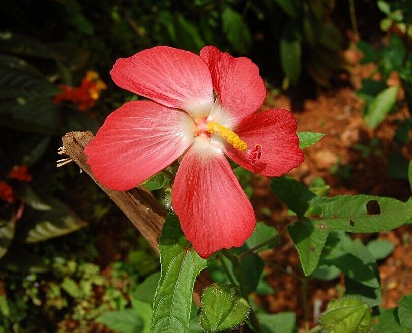 5 Abelmoschus moschatus Pacific Red Seeds, Pacific Red' Musk Mallow Seeds