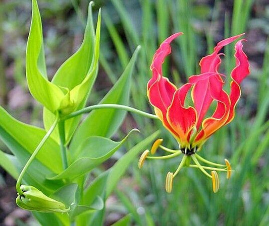 25 Gloriosa superba Seeds ,Flame lily, Fire lily, Gloriosa lily, climbing lily Seeds