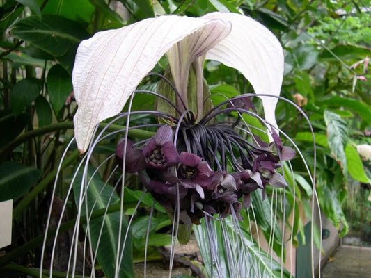 25 Tacca Integrifolia Seeds, White Bat Flower Seeds, Cat's Wiskers  Seeds