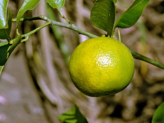 50 Citrus limettioides Seeds , Palestinian sweet lime , Indian sweet lime  Seeds