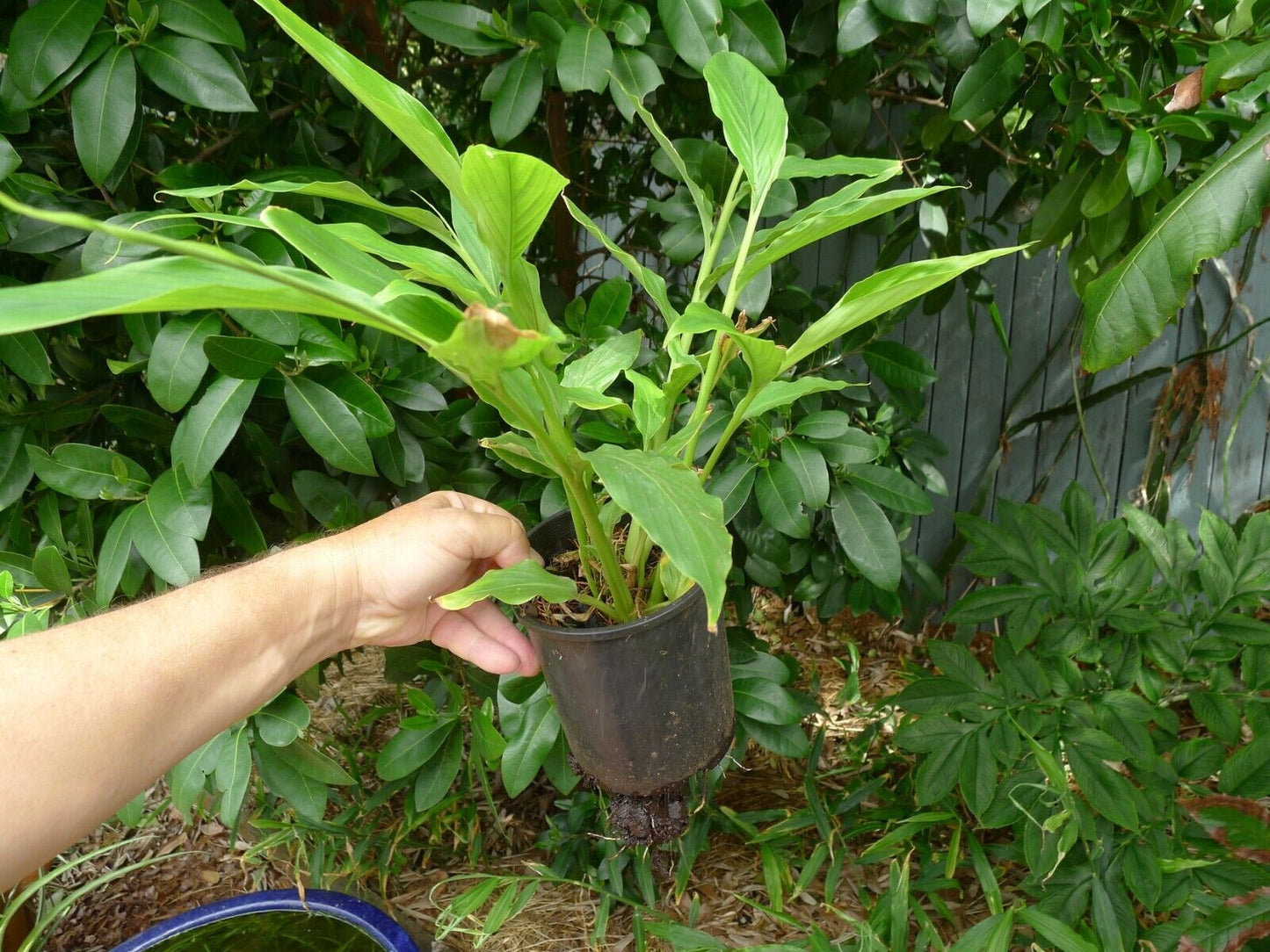 25 Elettaria cardamomum Seeds ,True Cardamom Seeds , Green Cardamom Seeds to Grow