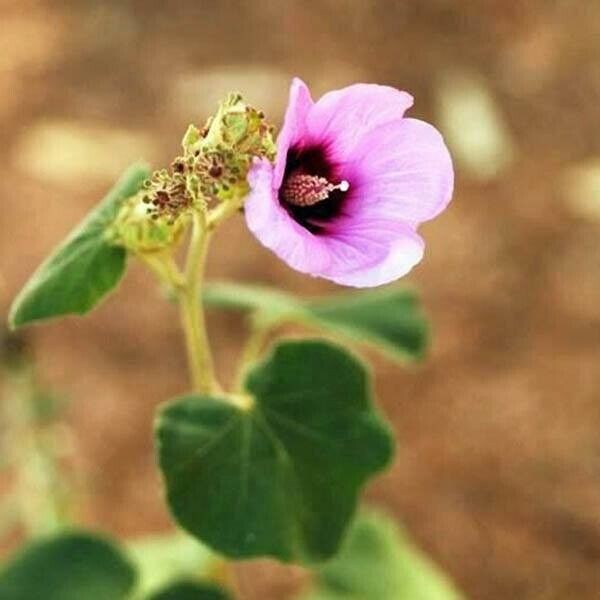 5 Desert Rose mallow, Bush Hibiscus, knobby hibiscus Seeds,Radyera farragei Seed