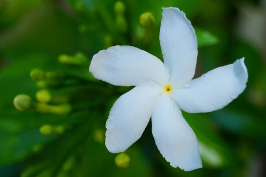 5 Tabernaemontana Divaricata Plants ,Pinwheel Crape jasmine Plants, With Phytosanitary certificate