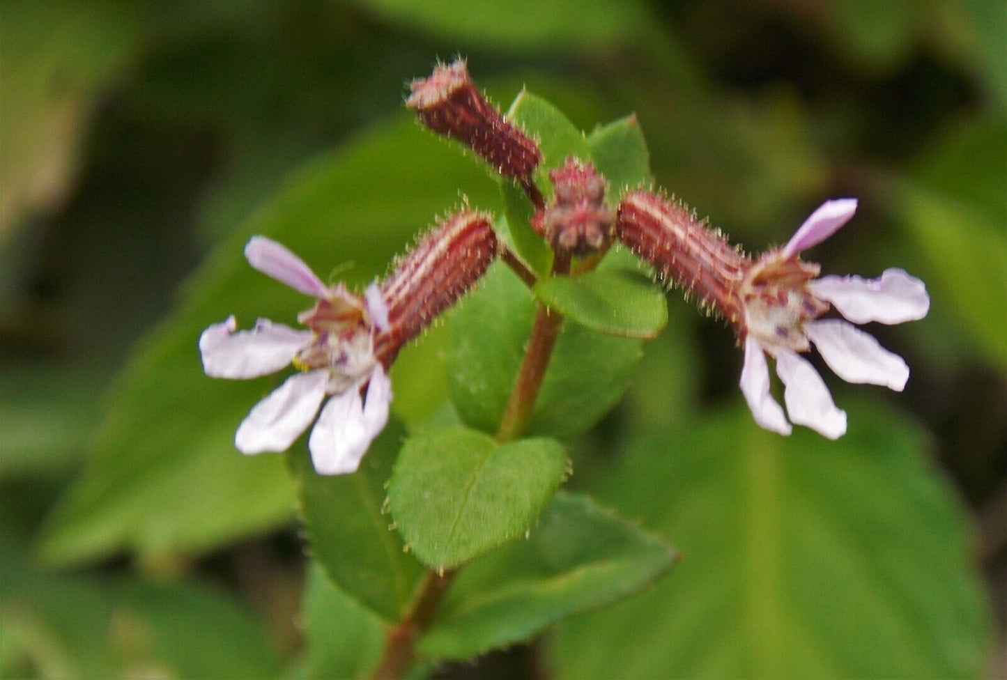 5 Cuphea viscosa Seeds, Cigar Plant Seeds