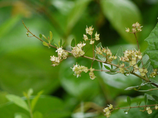 5 Live Lawsonia inermis Plants  , Henna Plant Mehandi Seeds, With Phytosanitary certificate