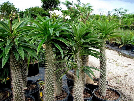 5 Club Foot Seeds Madagascar Palm,Pachypodium lamerei Seeds, Exotic Pachypodium