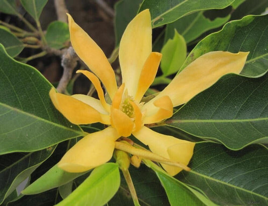 5 Live Magnolia champaca Plants , Joy Perfume Tree Plants, With Phytosanitary certificate